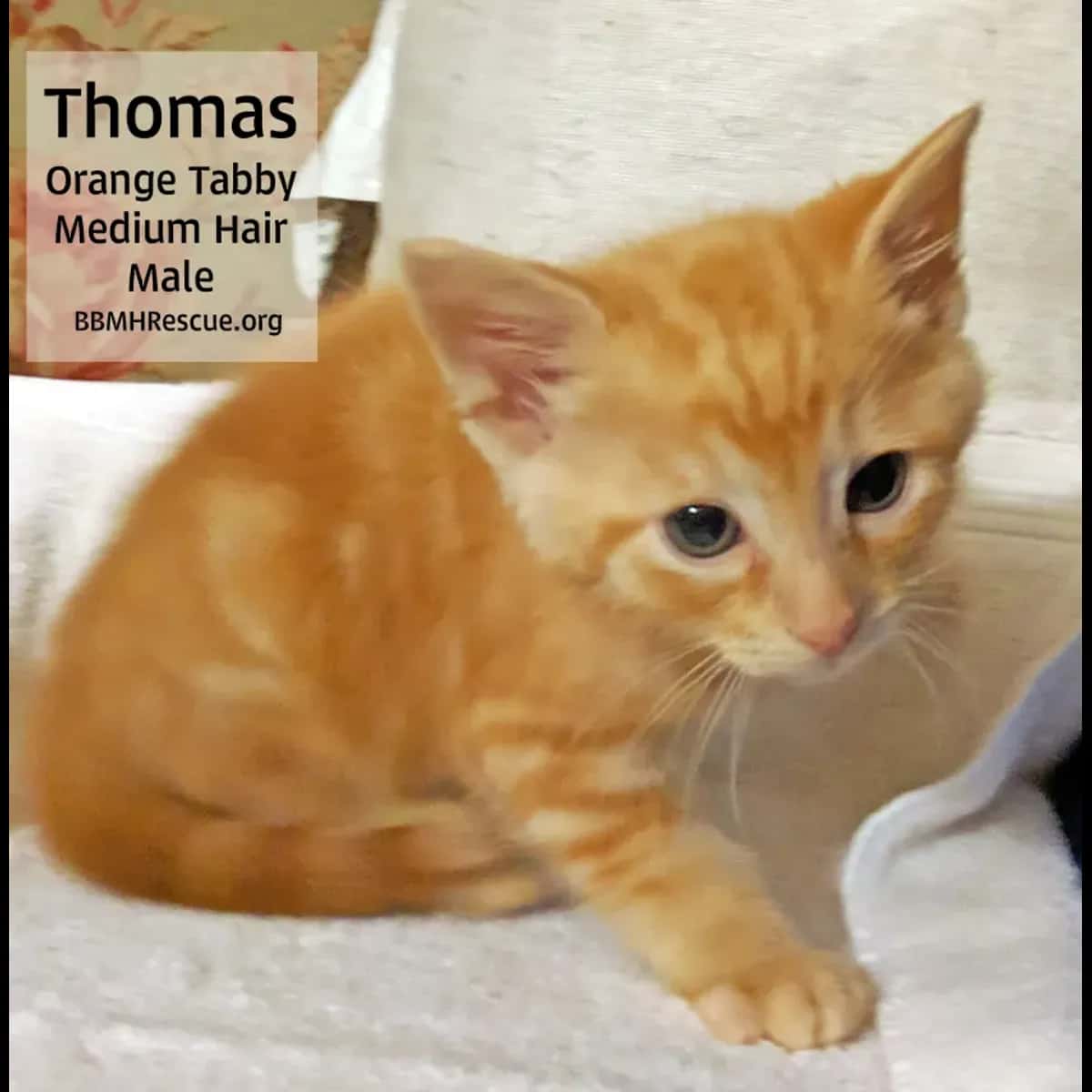 kedi kedi kedi kedi kedi kedi kedi kedi